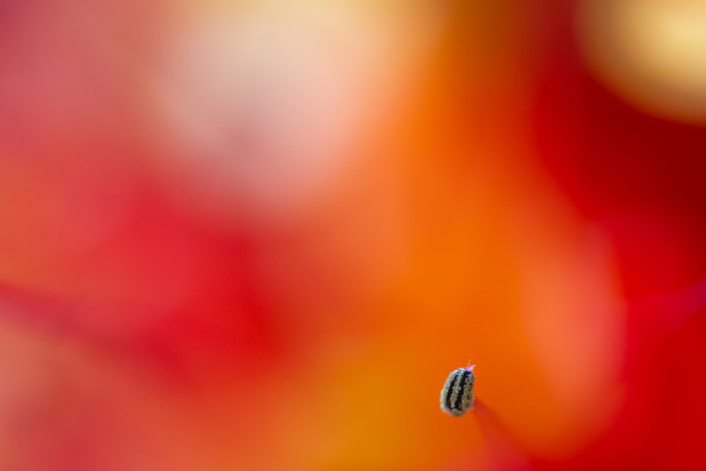 water drop on orange surface