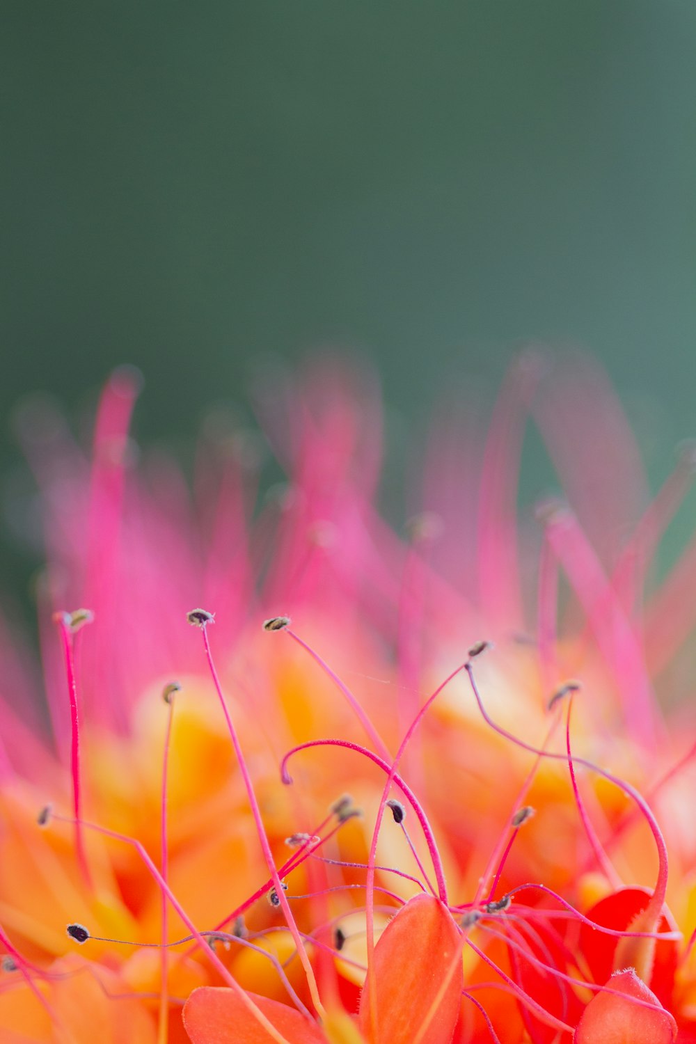yellow and pink flower in close up photography