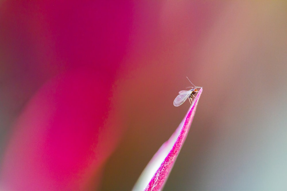 white and brown insect on pink surface