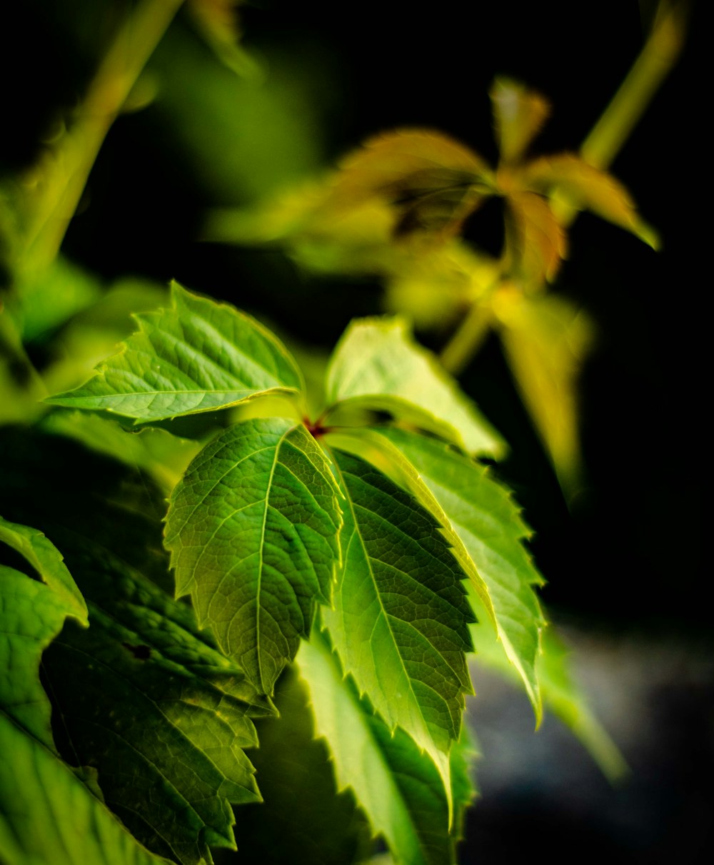 green and yellow leaves in close up photography