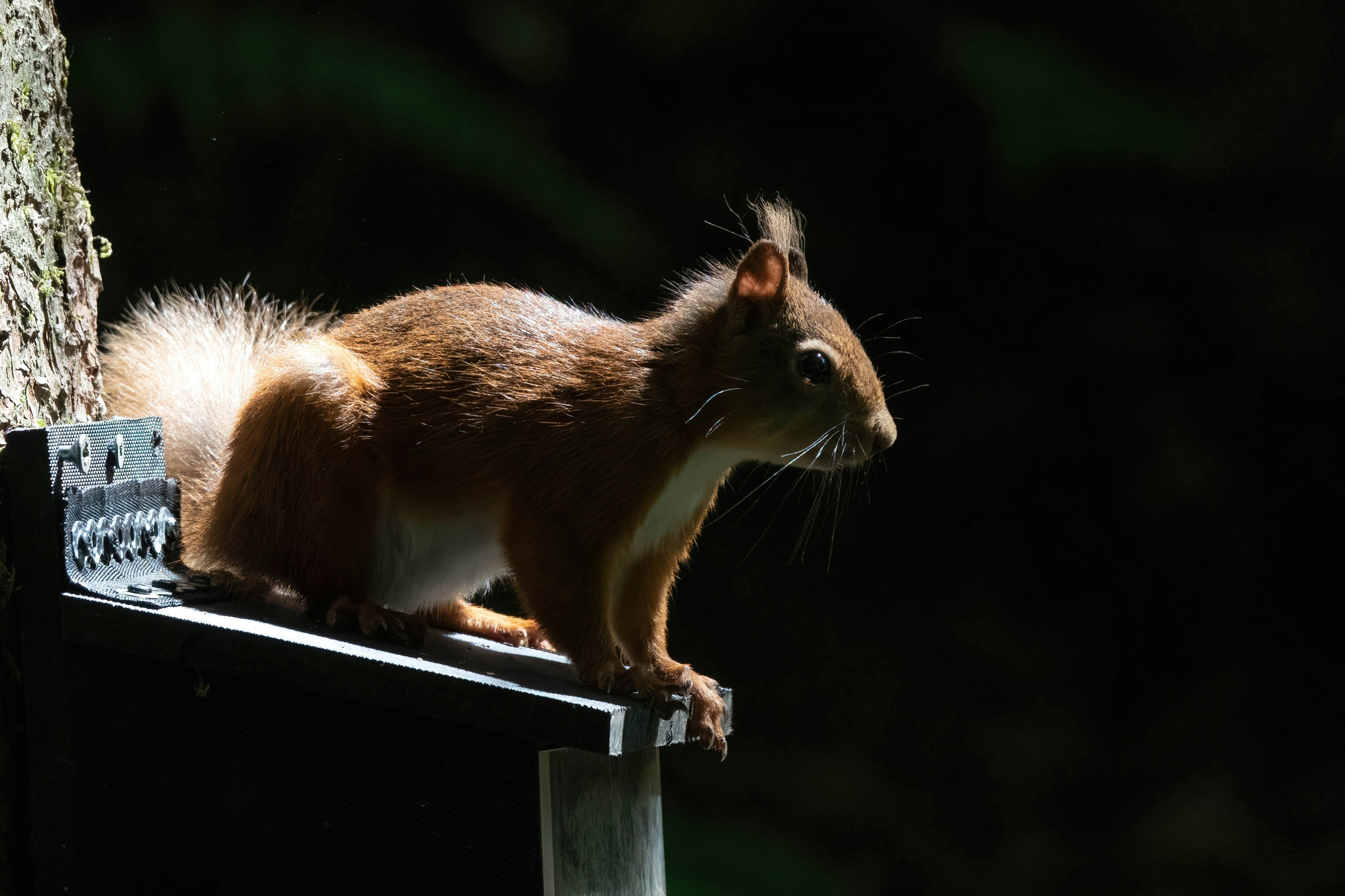 brown squirrel on brown wooden post