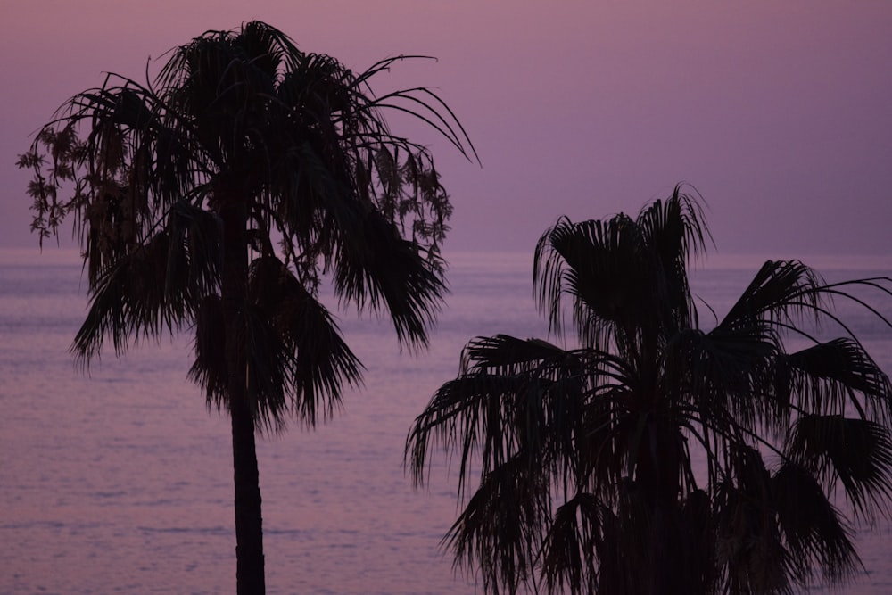 Palmera cerca del cuerpo de agua durante el día