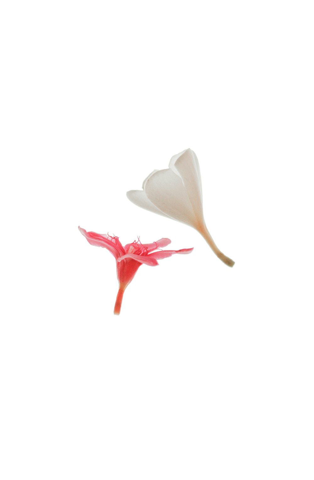 white and red flower petals