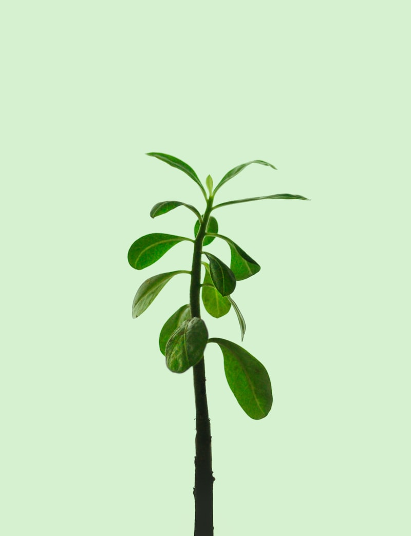 Green leaves on a light green background