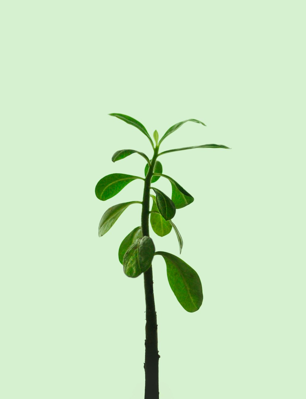 green leaves on white background