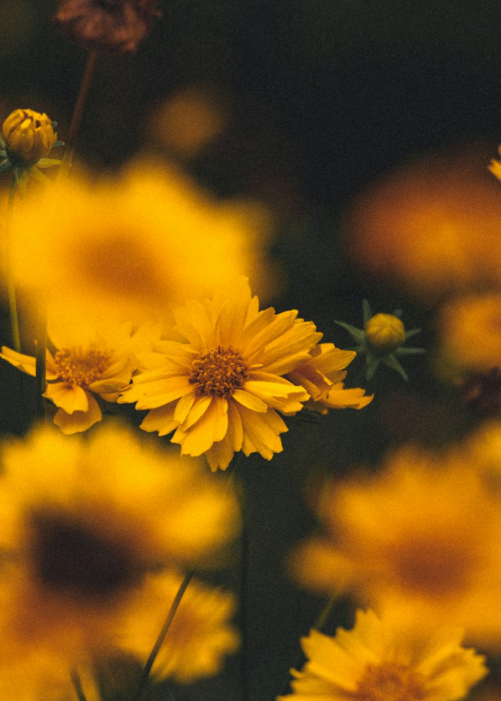 yellow flower in tilt shift lens