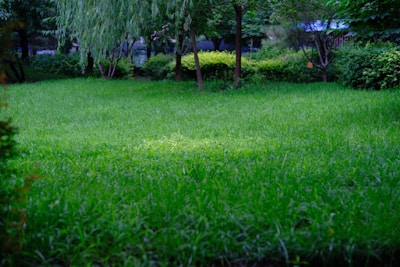 green grass field with trees