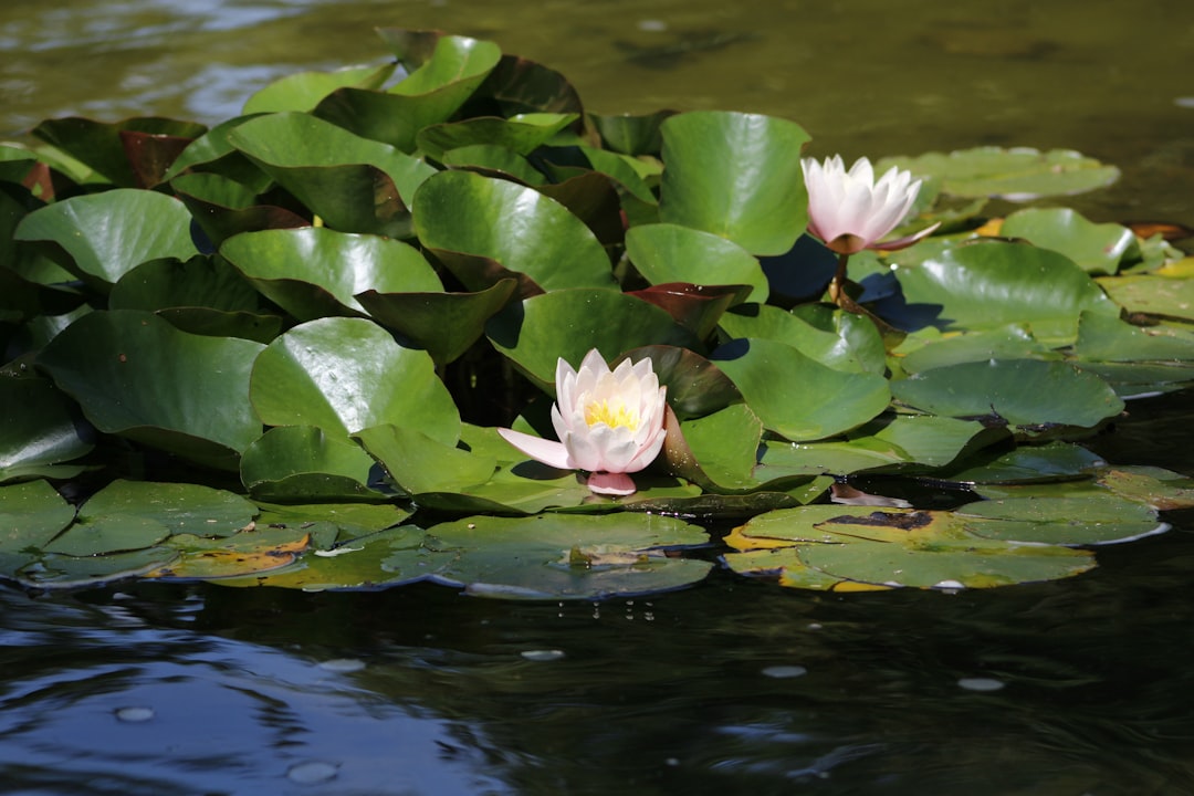 pink lotus flower on water