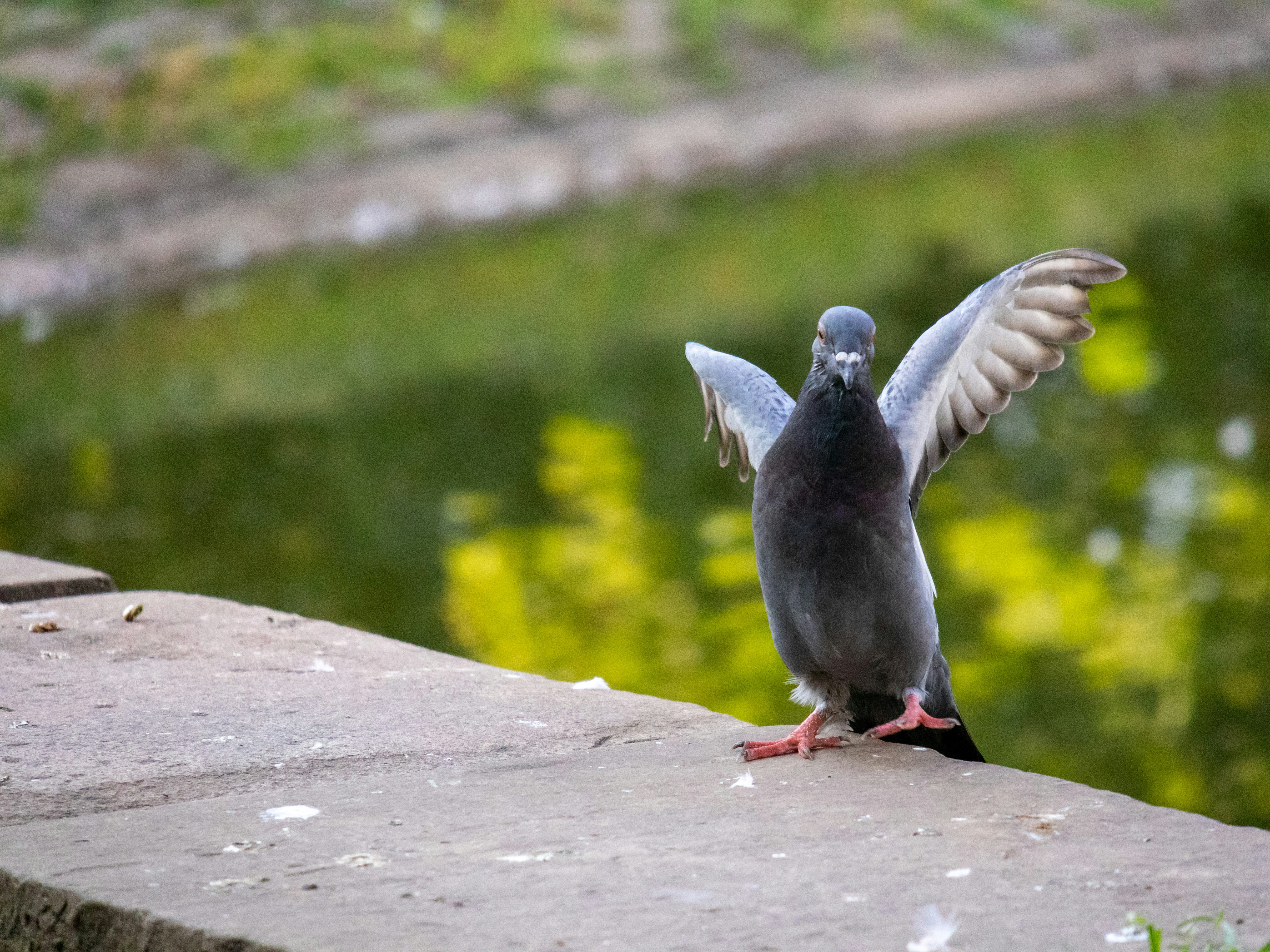 black and white bird flying over the body of water during daytime