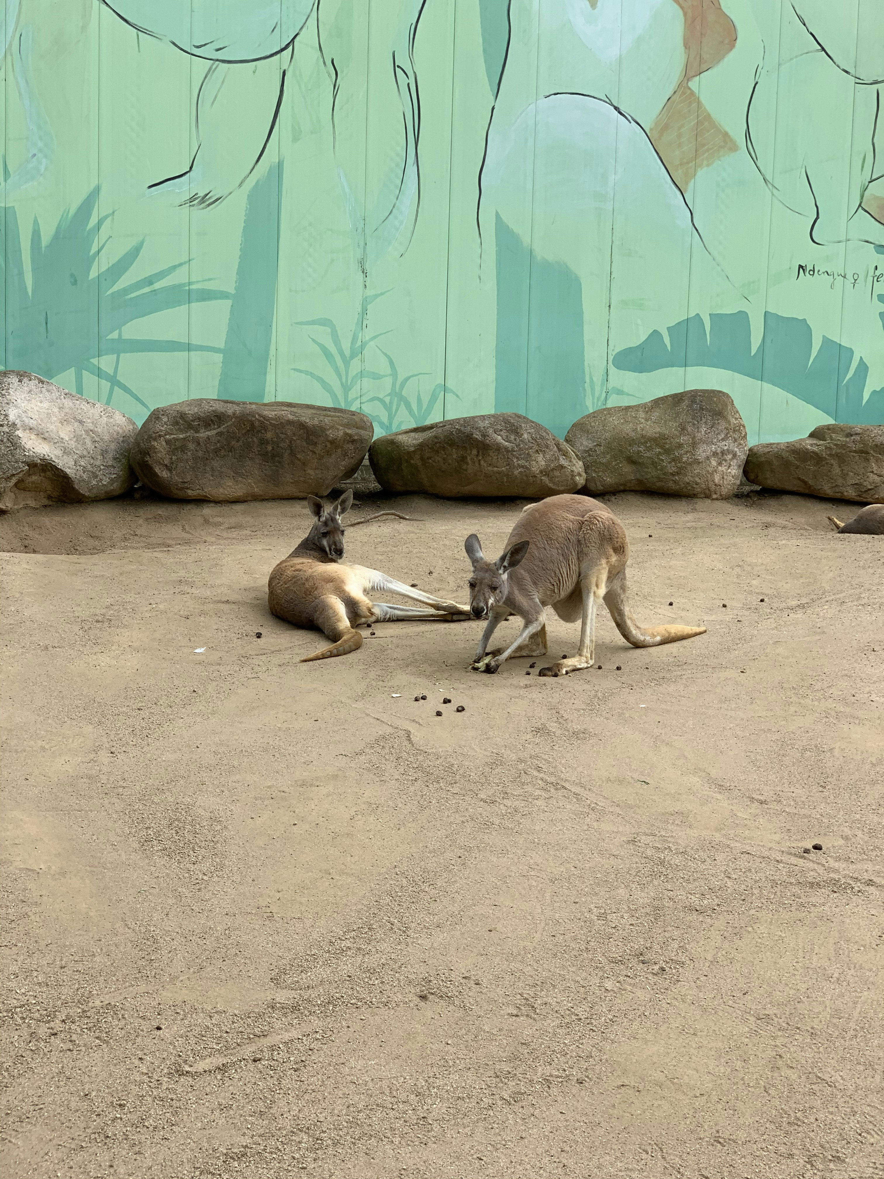 brown and white kangaroo on brown sand