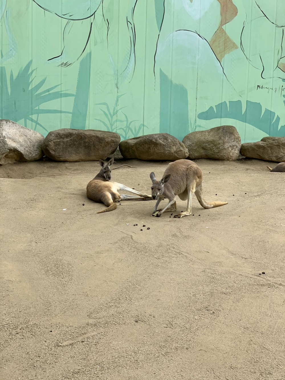 brown and white kangaroo on brown sand
