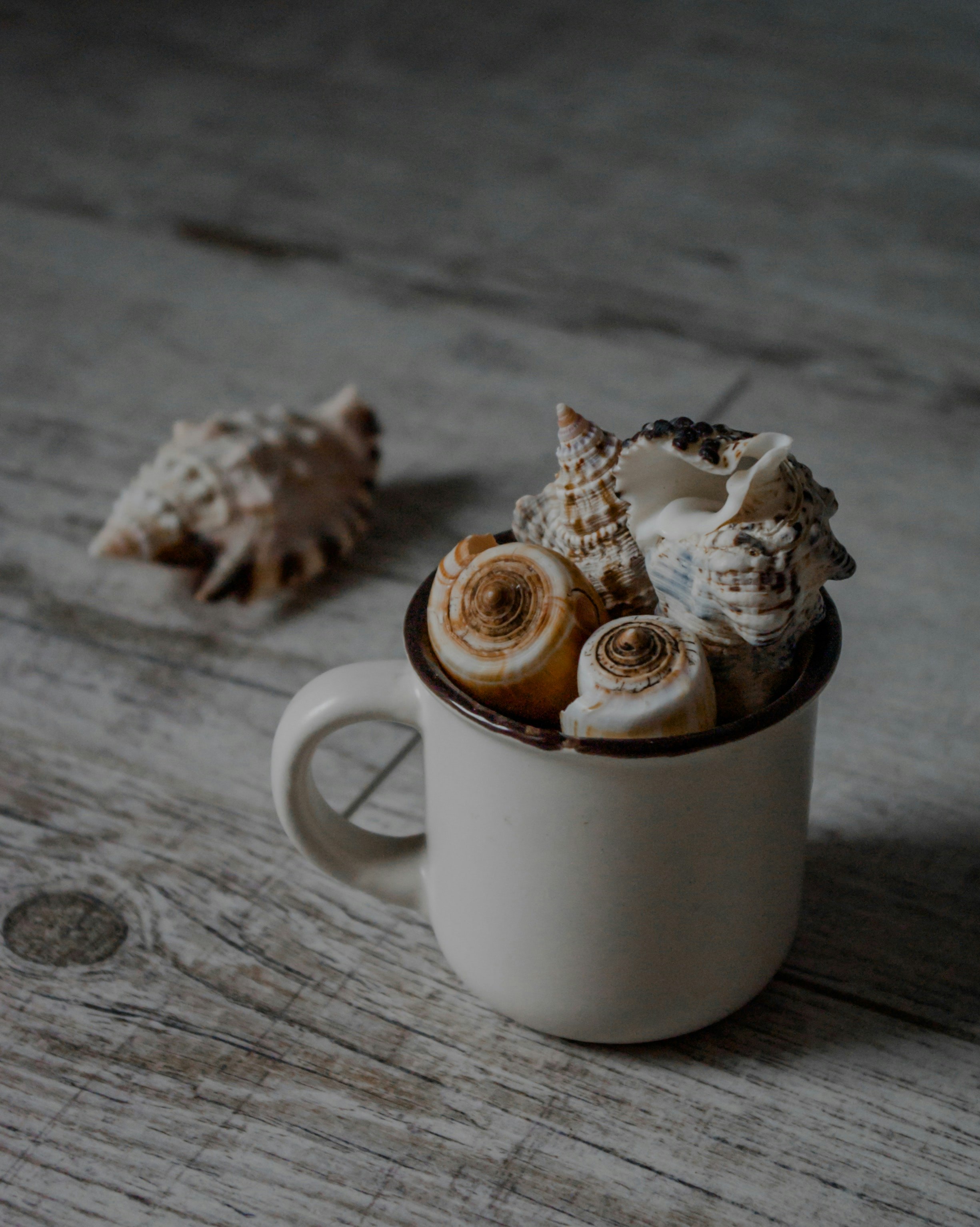 white ceramic mug with brown and white sea shells