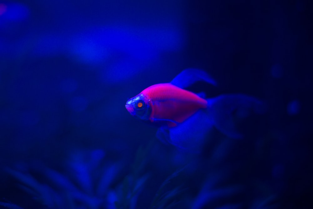 red fish in blue water