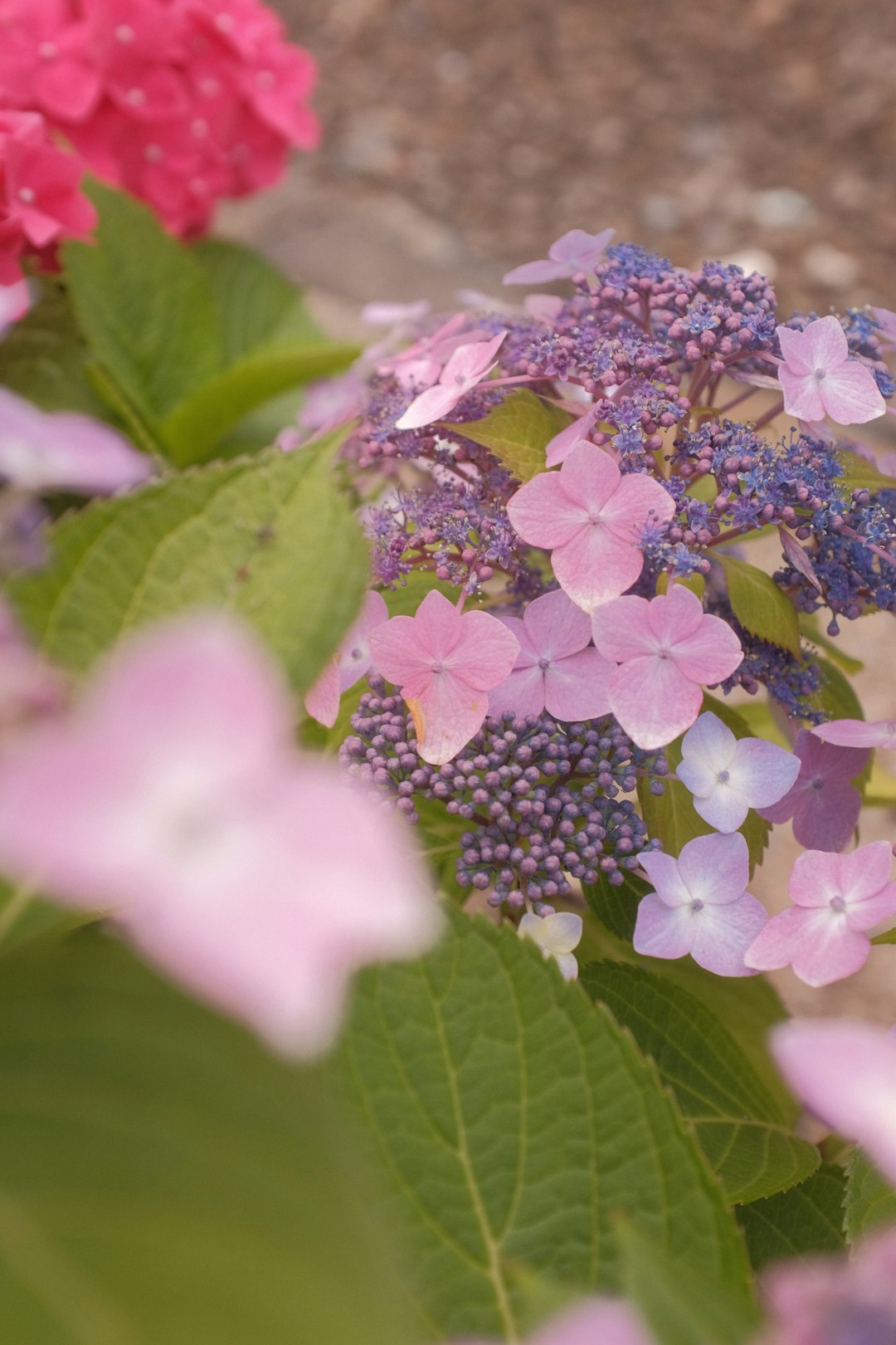 purple and white flowers with green leaves