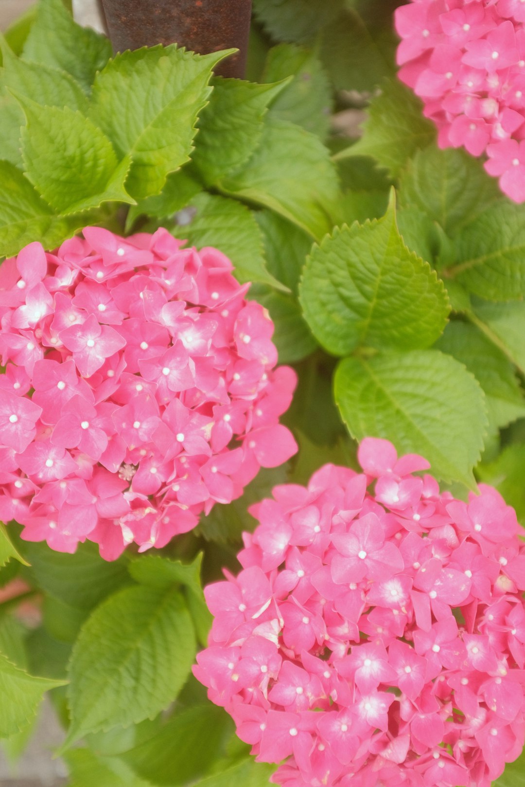 pink flower with green leaves