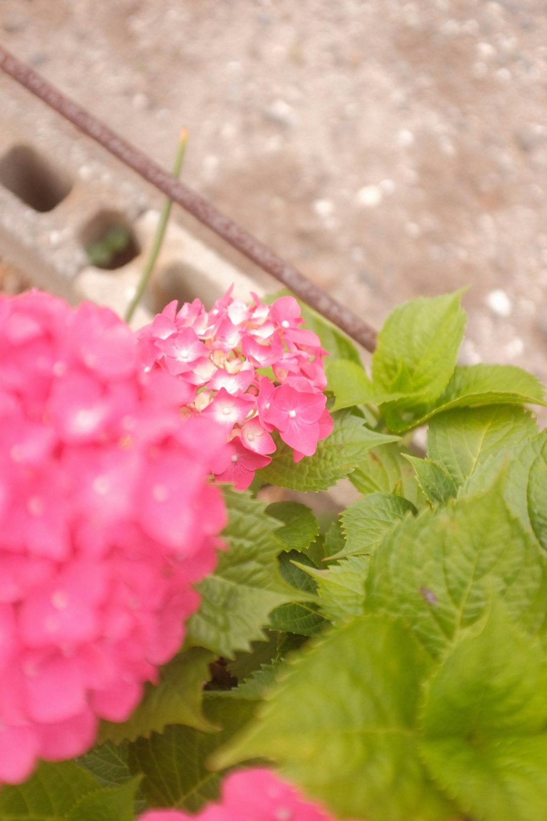 pink flower with green leaves