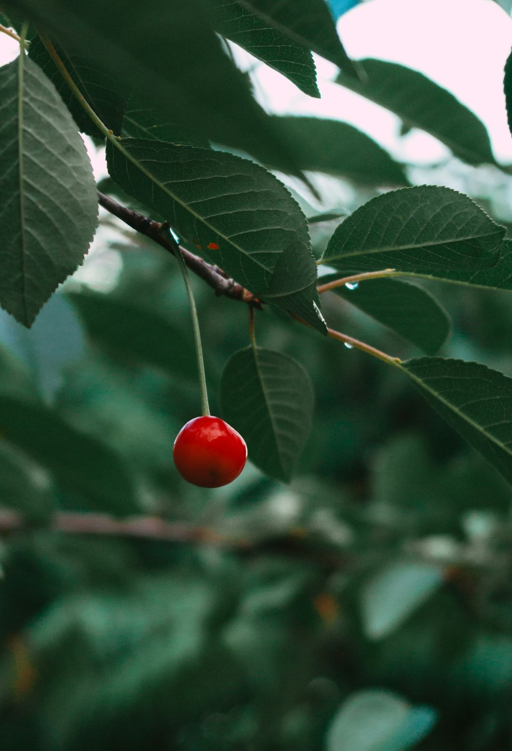 red round fruit on green leaf