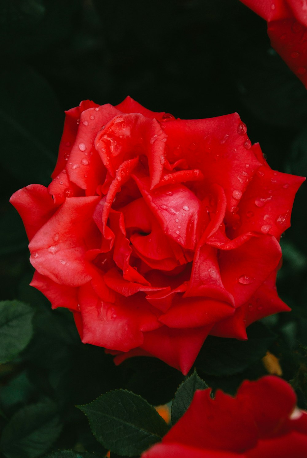 red rose in bloom close up photo