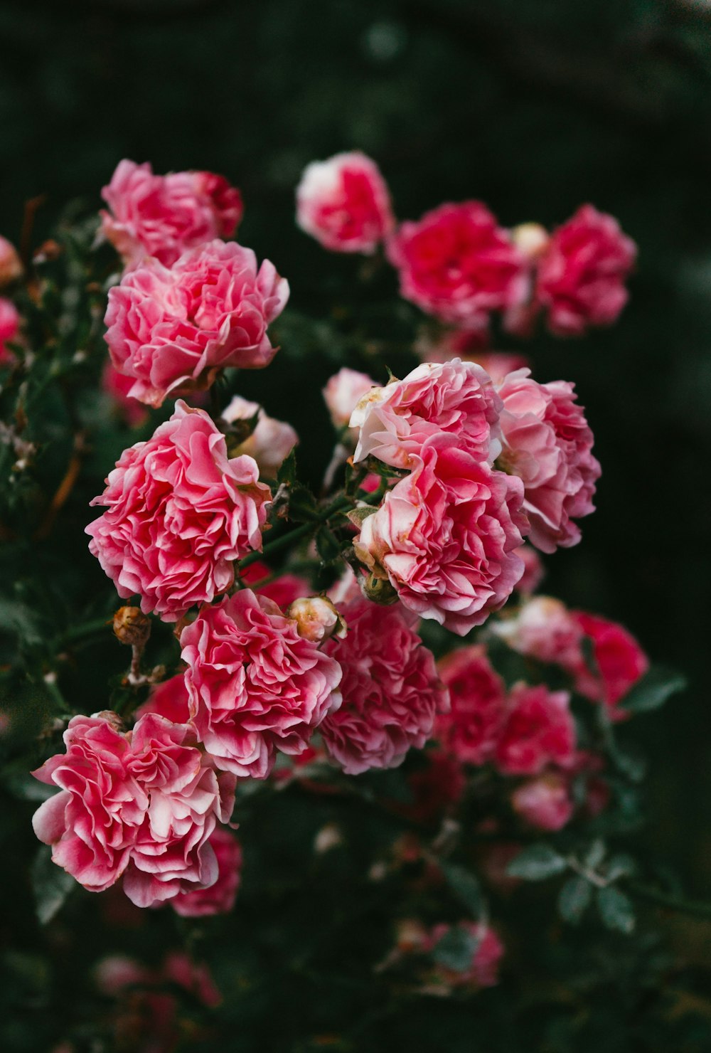 pink flowers in tilt shift lens