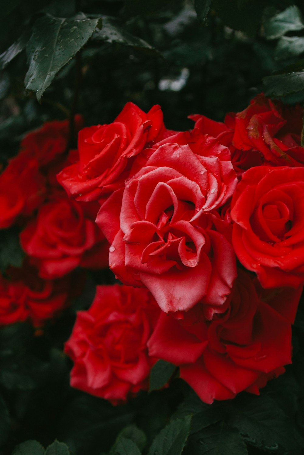 red rose in bloom close up photo