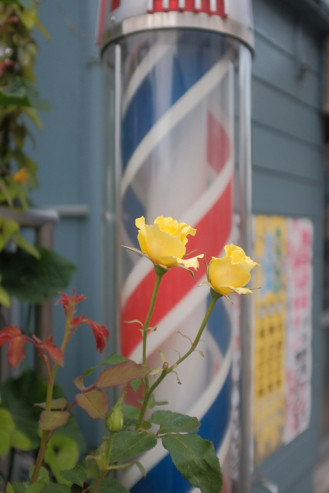 yellow flower in white pot