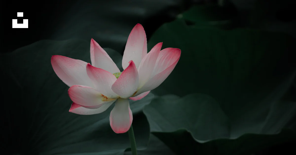 満開のピンクの蓮の花の写真 Unsplashで見つけるフェアファックス湖ドライブの無料写真 満開のピンクの蓮の花の写真 Unsplashで見つけるフェアファックス湖ドライブの無料写真