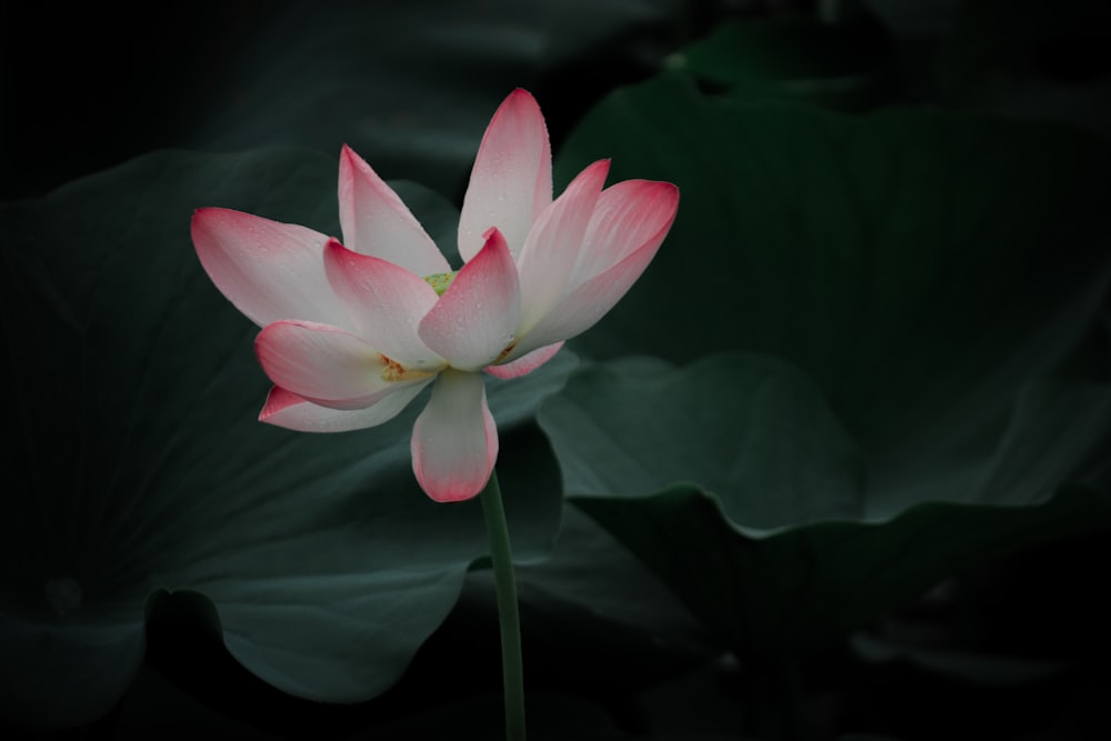 pink lotus flower in bloom