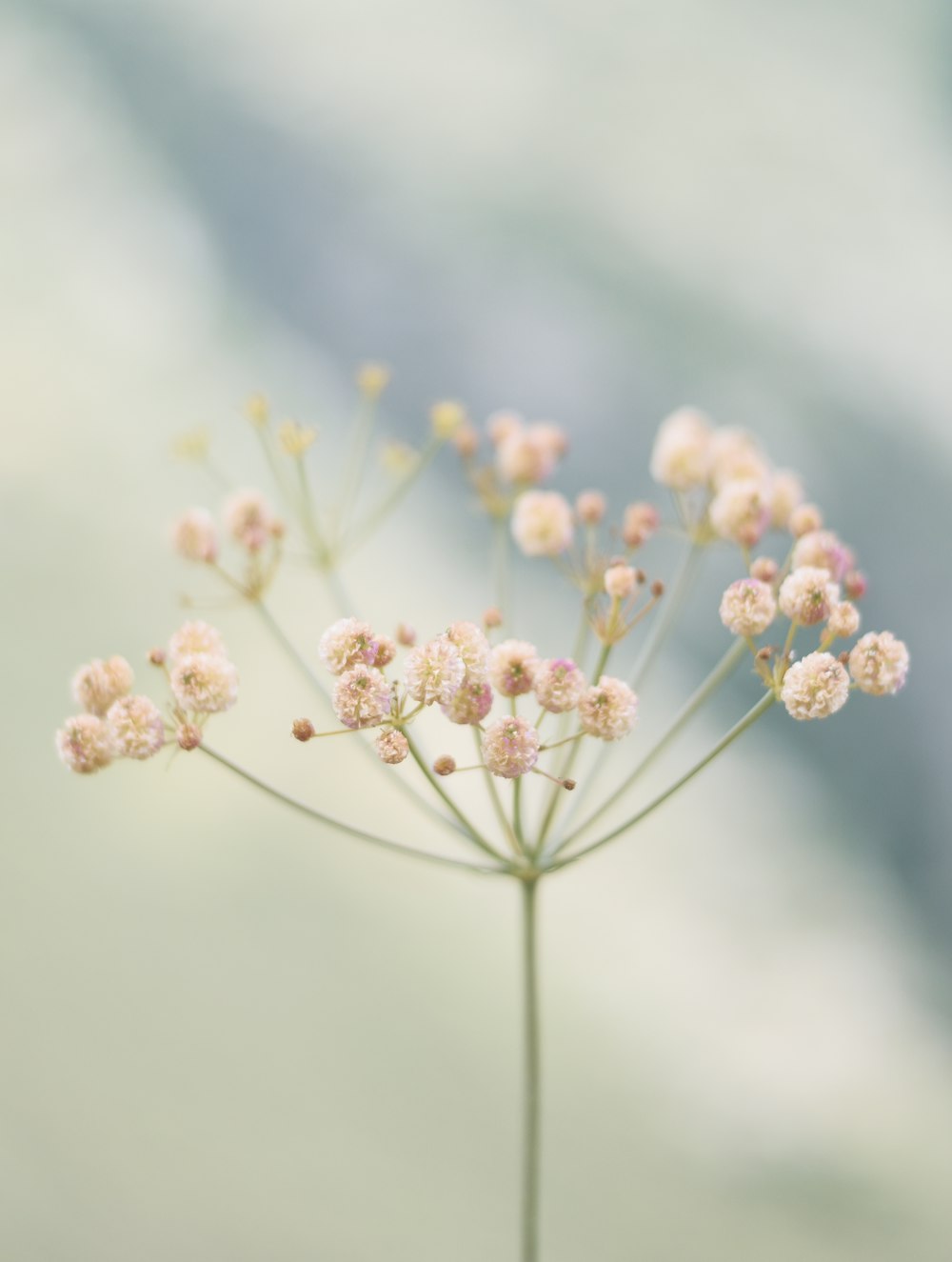 white flower in tilt shift lens