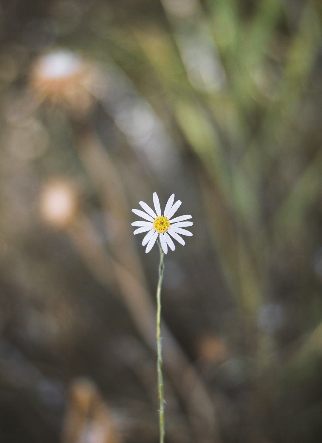 white daisy in bloom during daytime