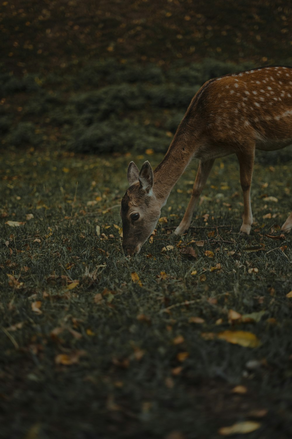 brown deer on green grass during daytime