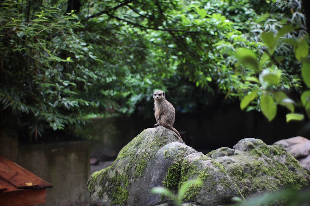 brown and white owl on gray rock during daytime