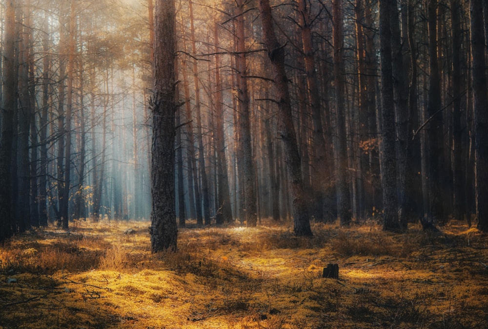 brown trees on brown grass field