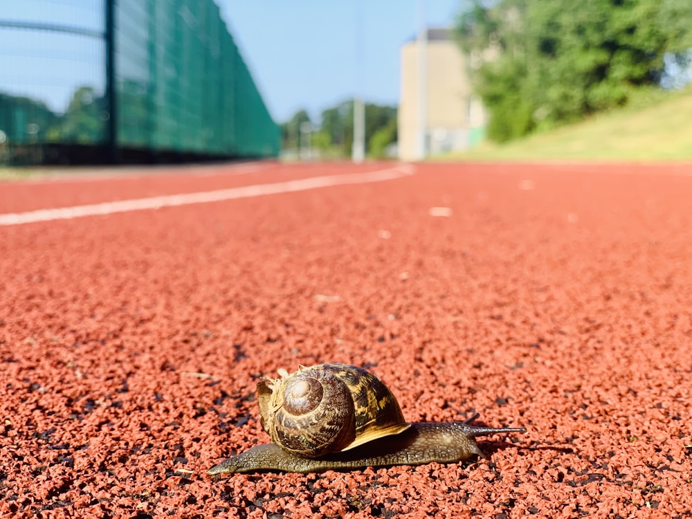 brown and black snail on brown soil