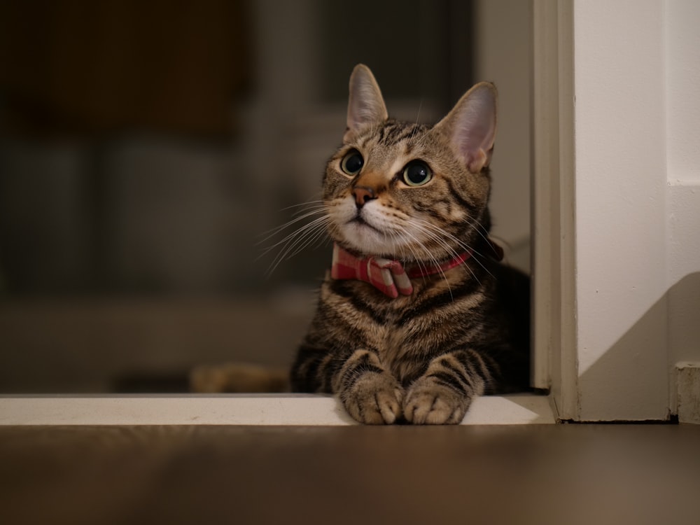 brown tabby cat on white wooden table