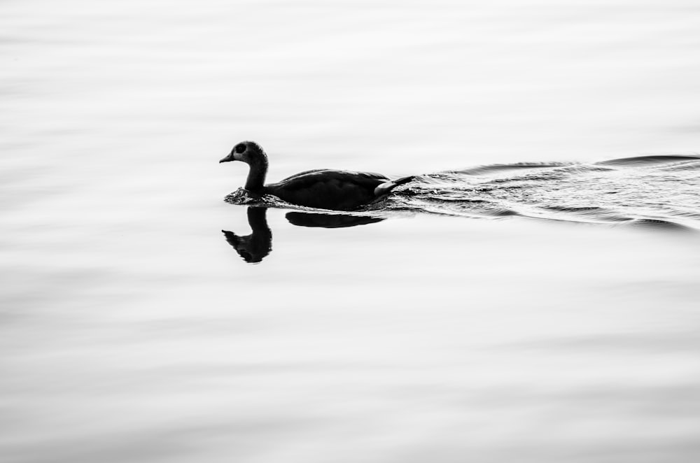 Dos patos negros en el agua