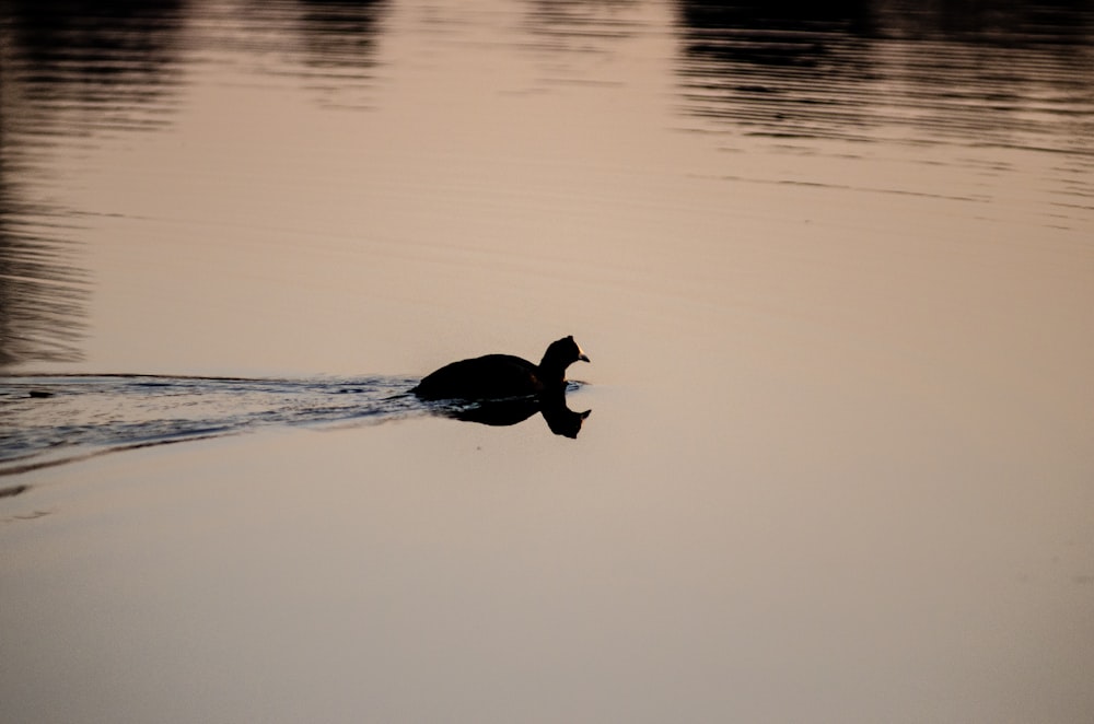 black duck on body of water during daytime