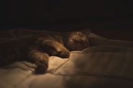 A sleepy cat curled up in a cozy cat bed near a warm lamp.