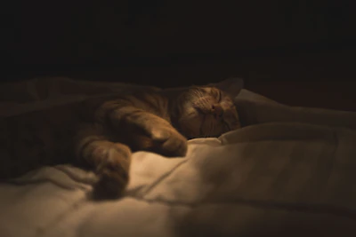 A cat peacefully sleeping on a dimly lit bed, with its paws stretched out and head resting comfortably on the sheets. The light creates a warm and cozy atmosphere around the feline.