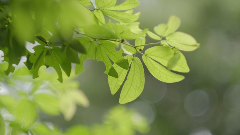 green leaves in tilt shift lens