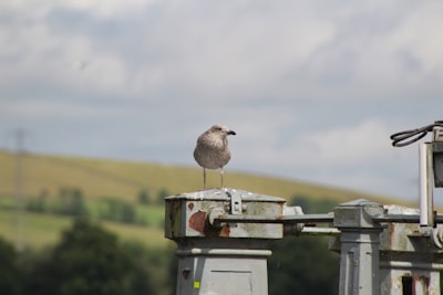 brown bird on white wooden stand