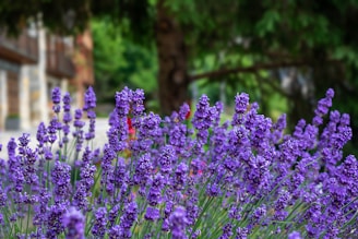 purple flowers in tilt shift lens