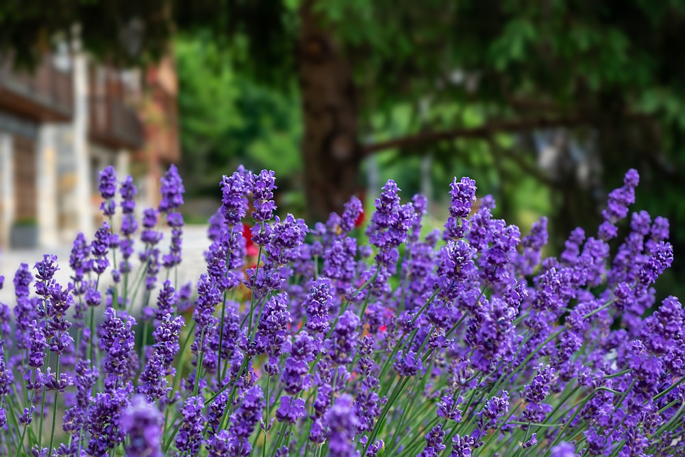 purple flowers in tilt shift lens