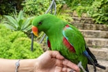 A curious exotic parrot perched on Sara's hand, surrounded by greenery.