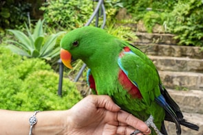 A curious exotic parrot perched on Sara's hand, surrounded by greenery.