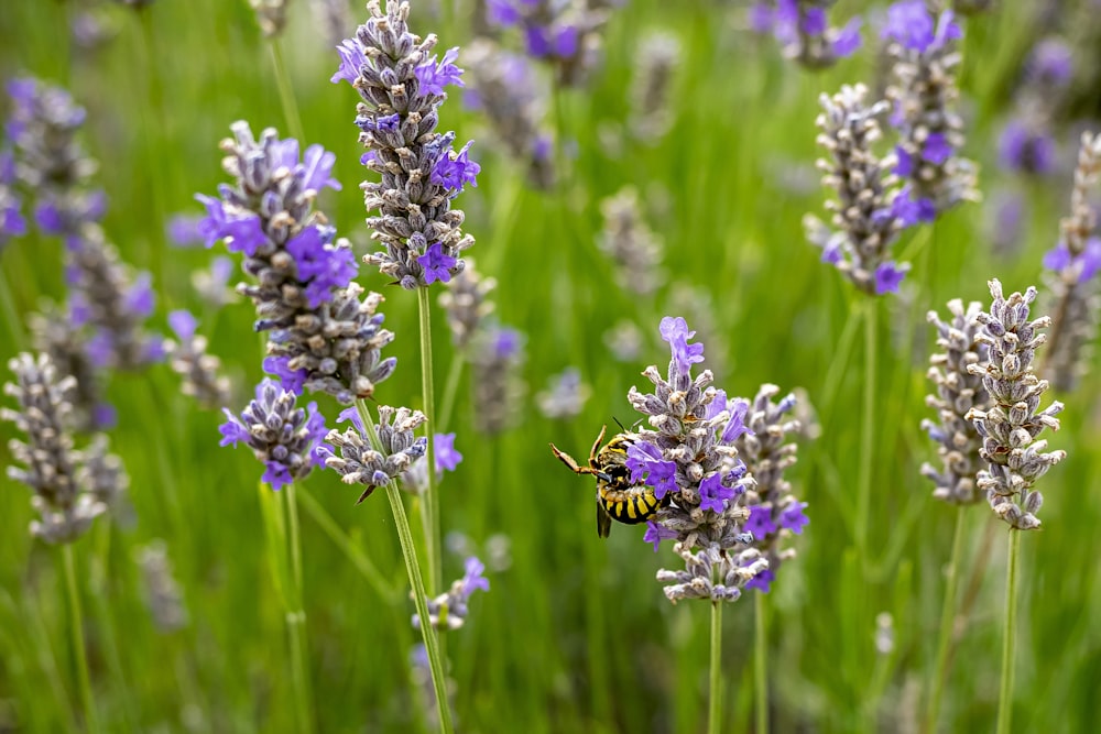 purple flower in tilt shift lens