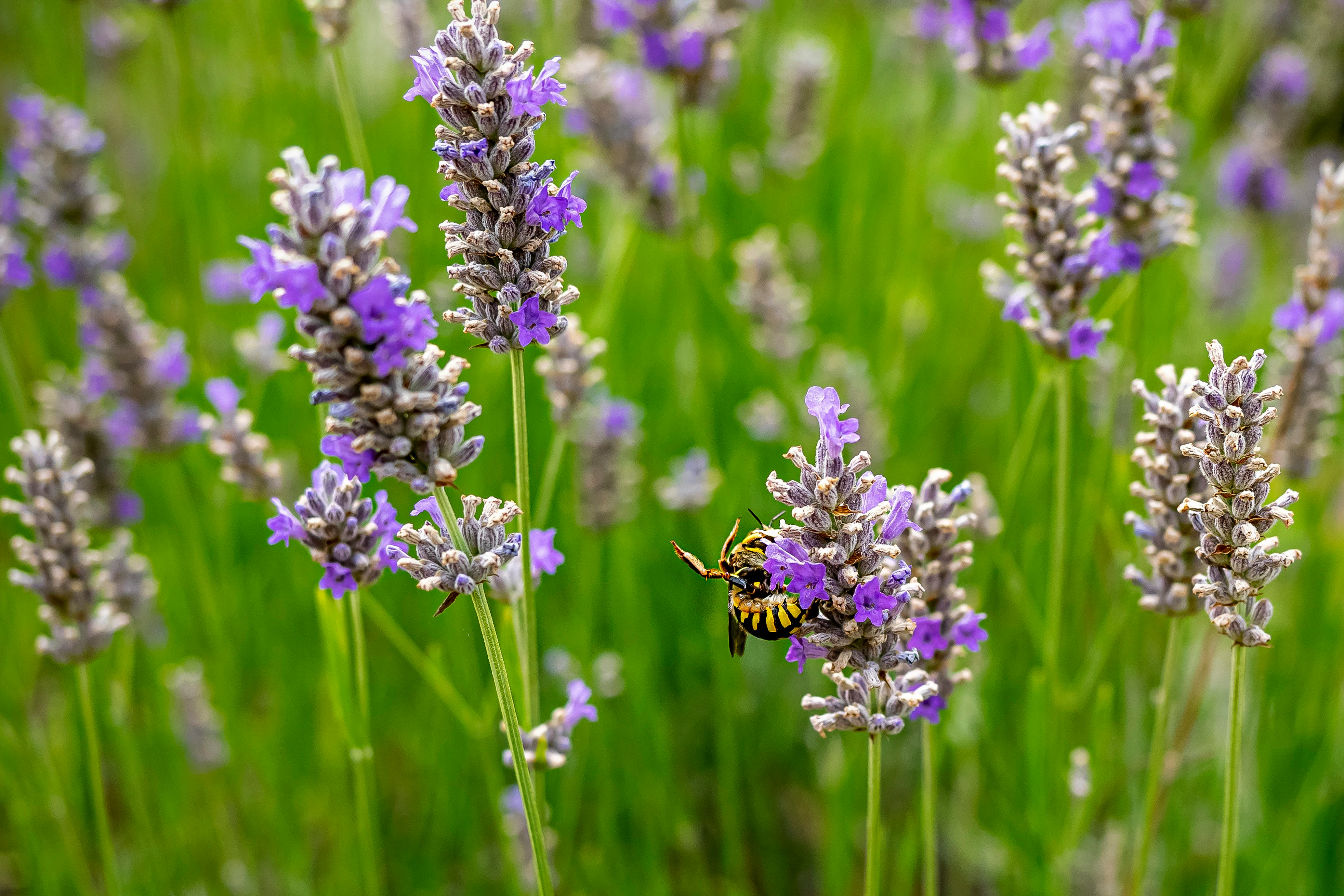 purple flower in tilt shift lens