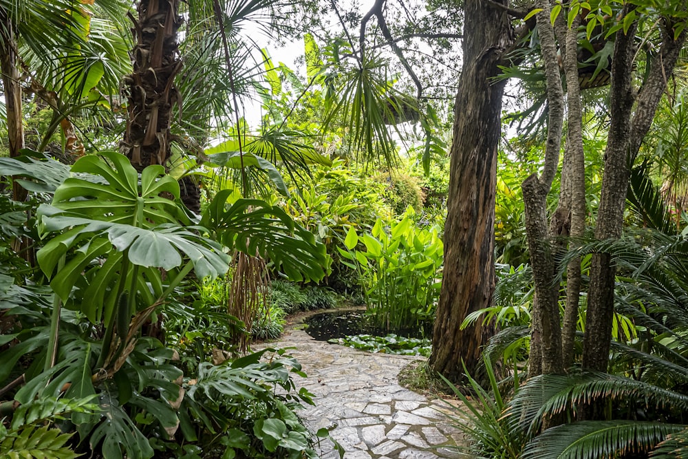 green banana trees and plants