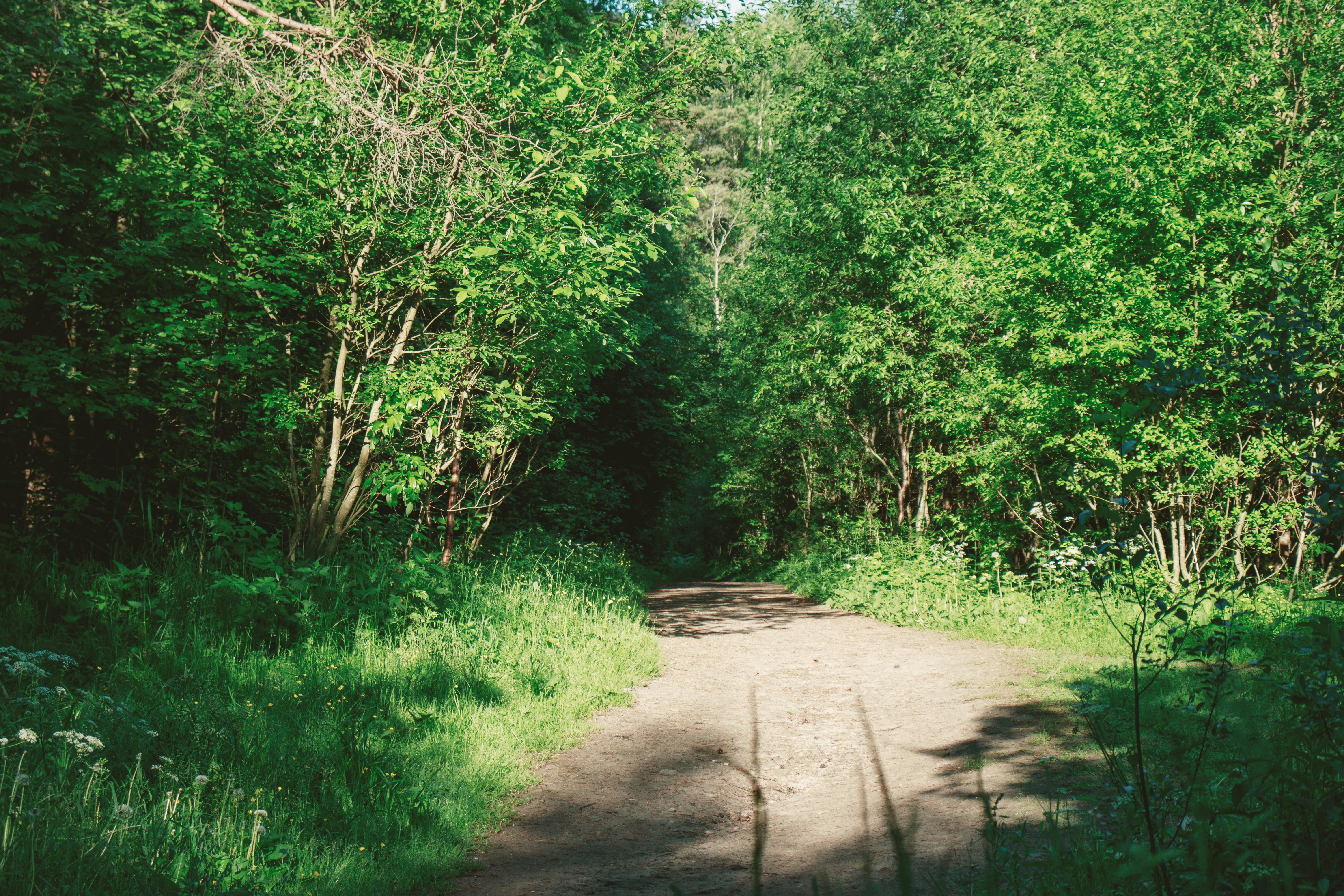green grass and trees during daytime