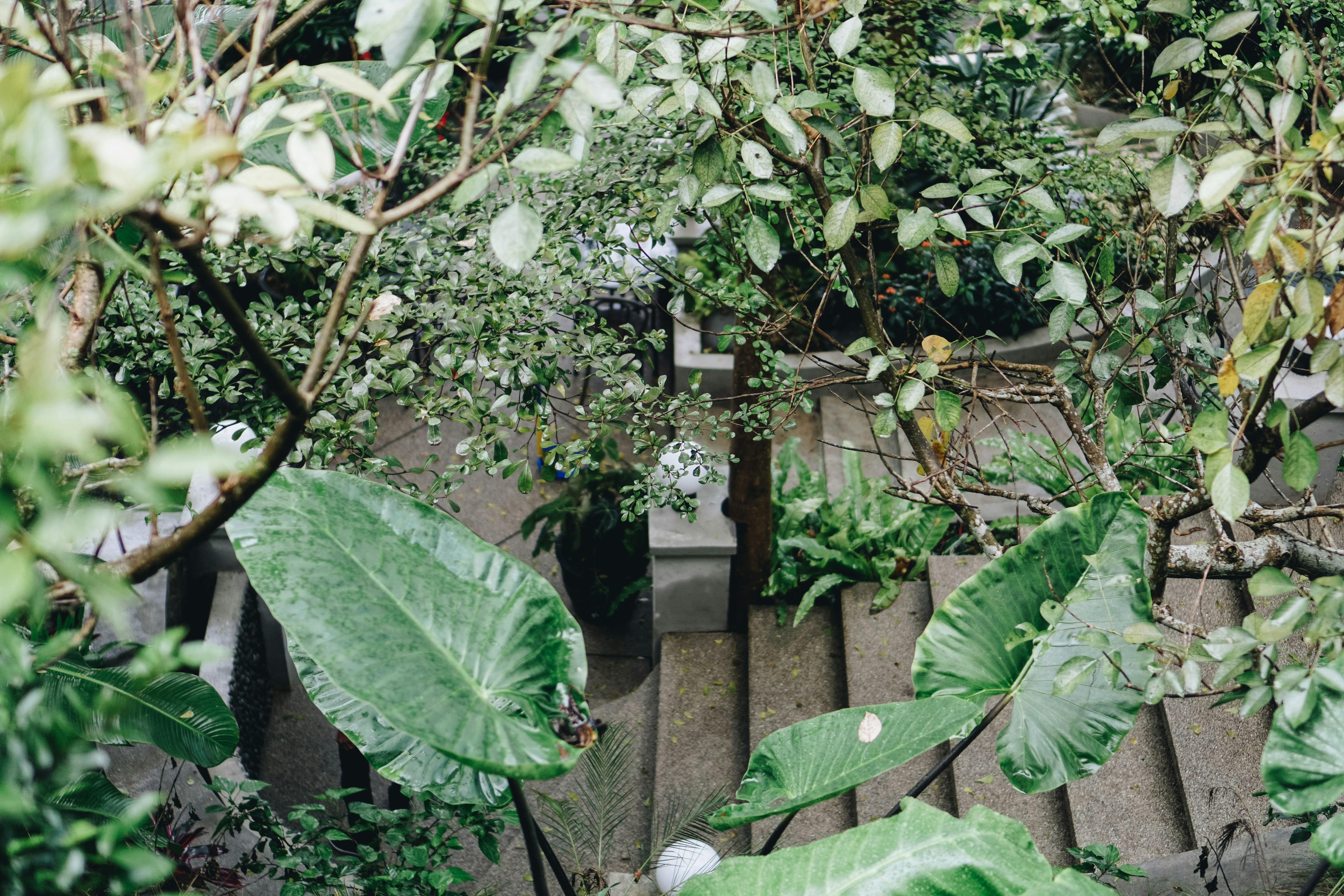 green plant with white flowers
