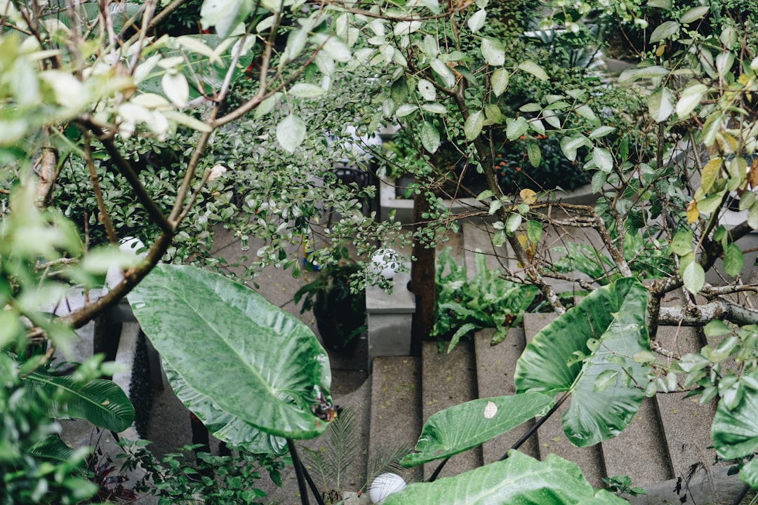 green plant with white flowers